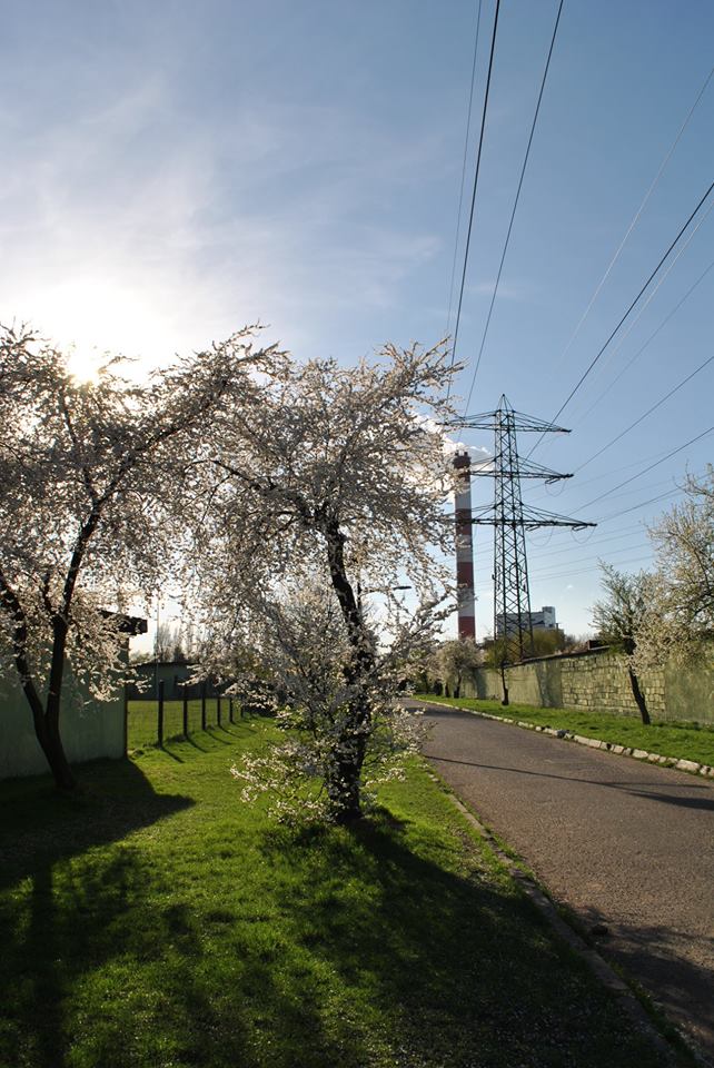 kwitnące drzewa, droga i linia wysokiego napięcia przy boisku Zaborze Zabrze